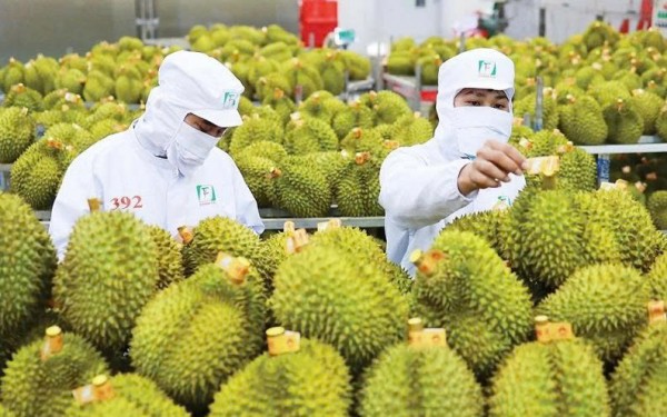 榴莲旺季来临：把好质量关 守稳十亿美元市场