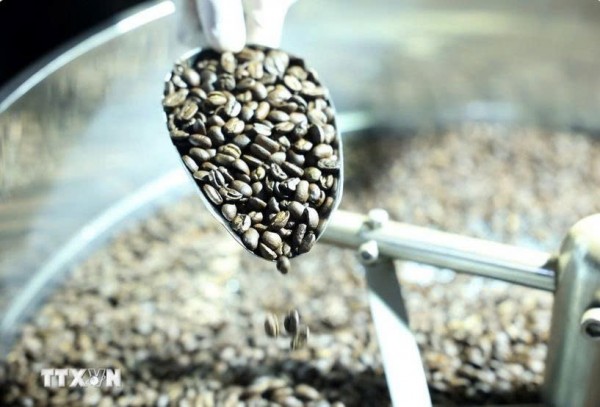 今年上半年越南咖啡出口创下新纪录