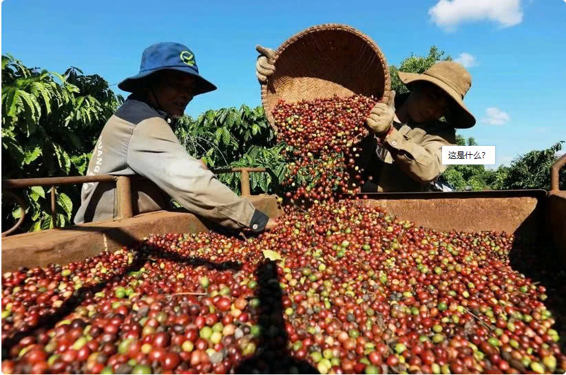 2025年前5个月越南咖啡出口额达42亿美元 2025年前5个月越南咖啡出口额达42亿美元