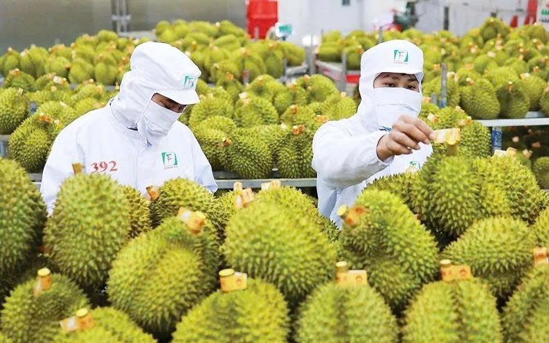 榴莲旺季来临:把好质量关 守稳十亿美元市场 榴莲旺季来临:把好质量关 守稳十亿美元市场